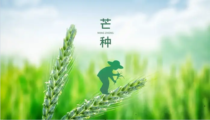芒种：忙中有收